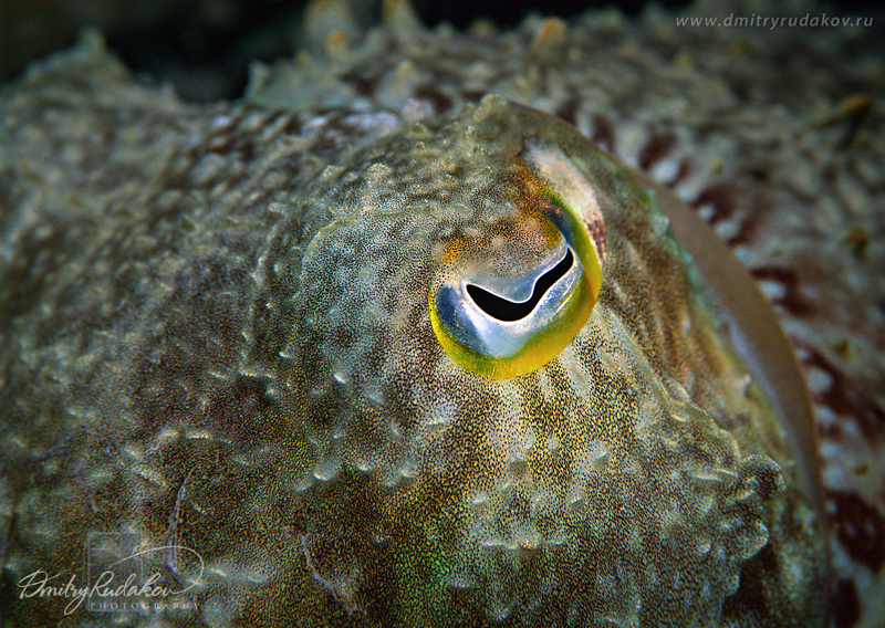 Cuttlefish Eye