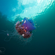 Jellyfish Up
