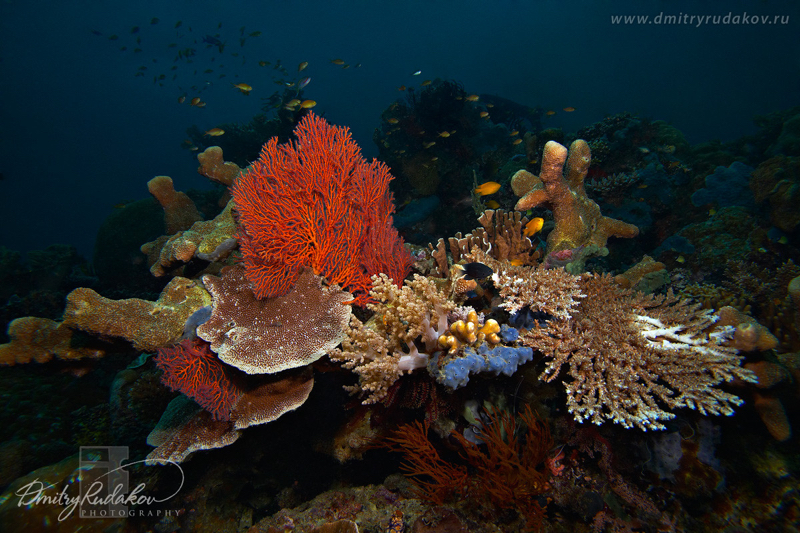 Scenic Reef