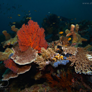 Scenic Reef