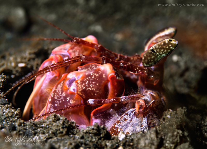 Shrimp Closeup